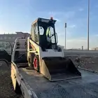 بوبكات صغير