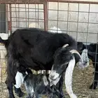 عنز عارضية صنف طيبة تم البيع