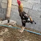 جازان