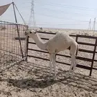 حوار لباني 4شهور ونص