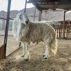 طلى حري ( فحل )