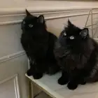 قطط للتبني