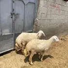خرفان حريه