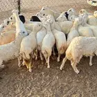 رخال رفيدي
