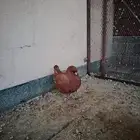 للبيع حمام مدينه