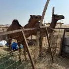 بكره وقعود للبيع