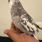 زوج كروان اليف
