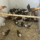 صيصان فيومي وبلدي وبرهما