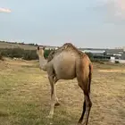 بكره للبيع على حليب امها