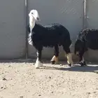 خروف صنف مشروع فحل