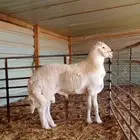 مشروع فحل حري جذع