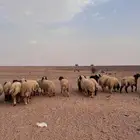 طليان فل شحم ومغلقه العدد 29