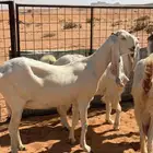 للبيع معزاء مطورات خصم