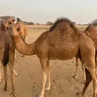 قعدان للبيع