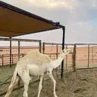 قعود لباني للبيع
