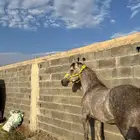 حصان شعبي كفو