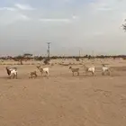 معزا جنوبيات