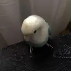 بيغاء روز