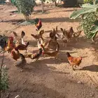 دجاج عربي