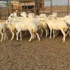 25 رخال جذع وثني رفيدي السعر 880