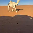 للبيع ضرايب وضح