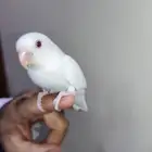 فرخ روز البينو عيون حمر