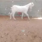 تيس فل ظهره عمره حول 4 شهور على شعير وحليب وحشايش