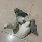 طيور روز البينو و اوبلاين