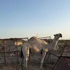 بعير للبيع مشروط