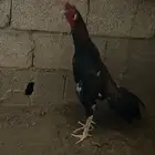 صبيا