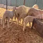 شياه معها توم