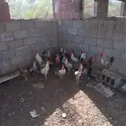 ديوك بلدي