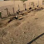 دجاج بياض