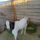 تيس عمره 6 شهور