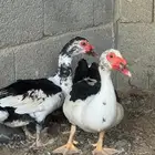 2 ذكور بط