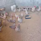 بيض فيومي المنيو و قولد