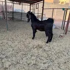 فحل تيس مصري سوري. والثاني سوري للبيع