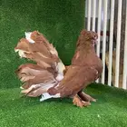 للبيع زوج رقاص امريكي اوووفر