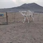 قعود وبكره للبيع
