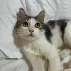 قطه أنثى للتبني