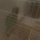 ذره هندي ذكر متكلم