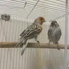 جوز كناري وانثى ايزابيل (( تم البيع ))