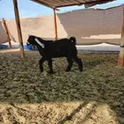 للبيع تيوس وجفار ذبايح
