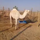 خلفة كفو معها حاشيها للي بيعزل ويضرب جاهزه وسليمه من كل عيب