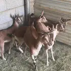 اجفار و تيوس هجين