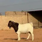 تيس جذع بورقت