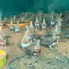 قطا نغاق عراقي