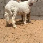 حري.. مستعجل العمر فوق 6 شهور وطيب بالحيل