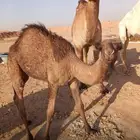 قعود فحل ابوه هديب الهلالي