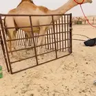 خلفه كفو تحتها بكره للبيع هجن